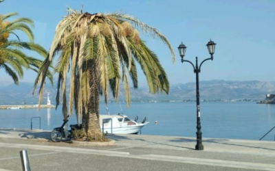 Ντροπή σας , οι φοίνικες είναι η ομορφιά κ η κληρονομιά της πόλης του Ναυπλίου